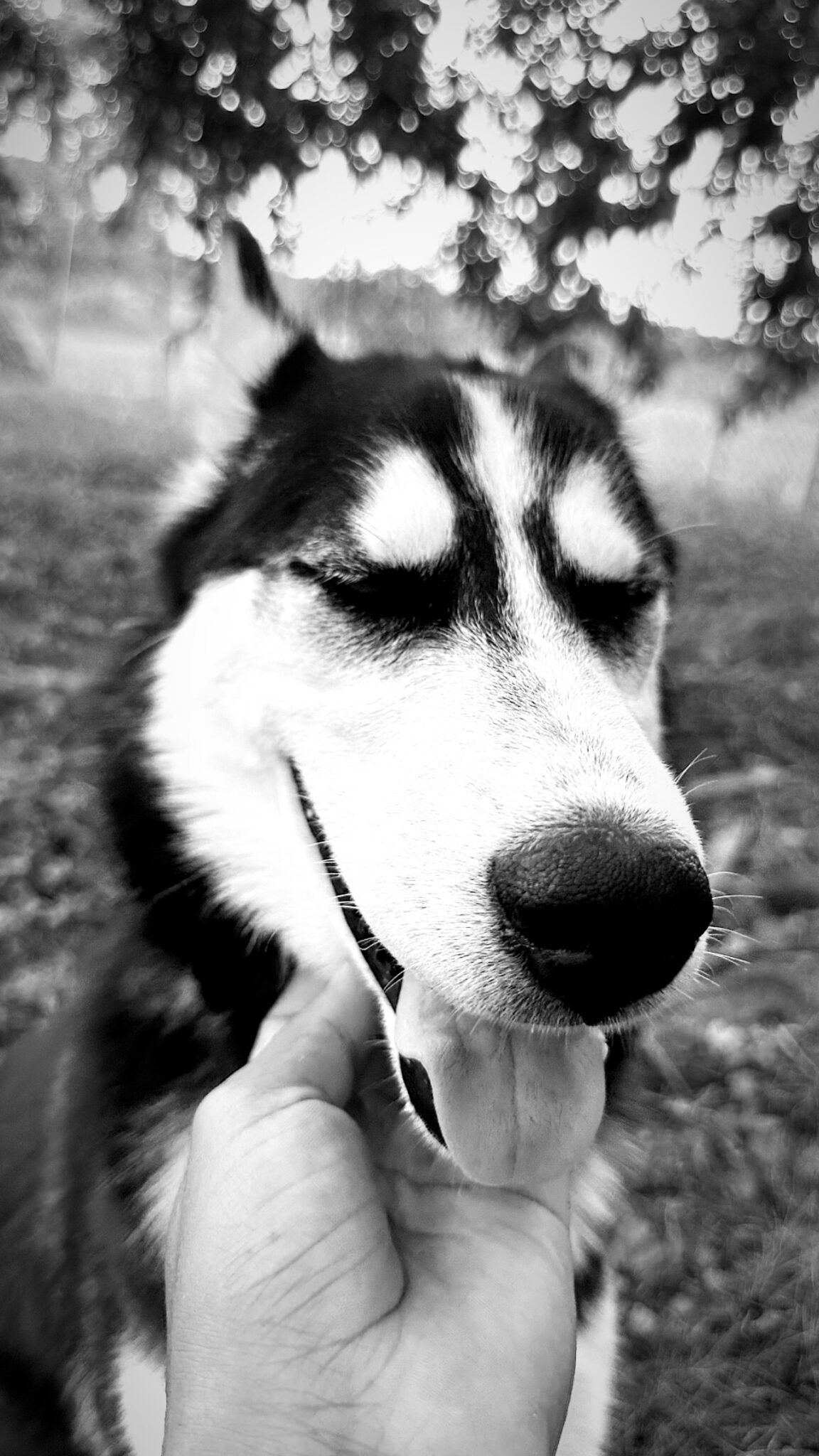 A black and white photo of a dog outside, being petted underneath its chin. The dog looks very happy.